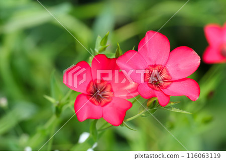 Vibrant scarlet colored flax bloom with green foliage growing in summer wildflower garden. 116063119