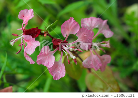 Beautiful and fairy bloom of Elegant Clarkia ( Clarkia unguiculata or Mountain garland), purple and pink flowers with green foliage are growing in wildflower summer garden. 116063121