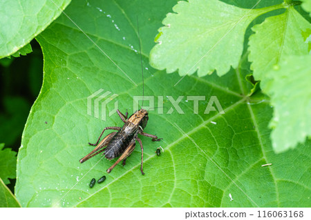 Himegis on a leaf 116063168