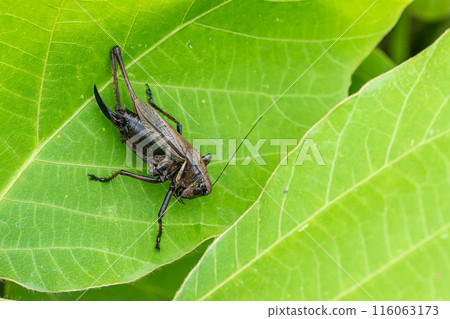 Himegis on a leaf 116063173