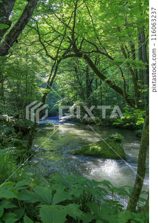 初夏的奧入瀨溪阿修羅溪 116063237