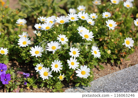 北極花 北極花 116063246