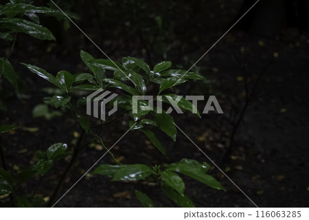 Rain-soaked sakaki leaves Rain-soaked sakaki leaves 116063285