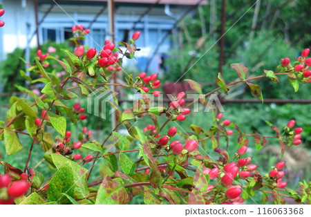Hippelicum紅色果子 116063368