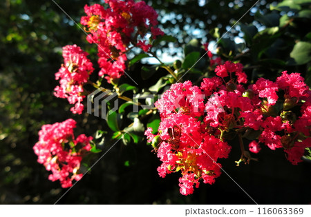 Red flowers of Crape Myrtle (black crushed background) 116063369