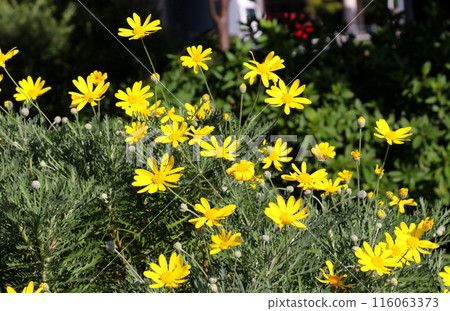 Yellow flower of Euryops daisy 116063373