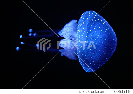 Tropical Jellyfish Phyllorhiza punctata white-spotted jellyfish underwater Tropical Jellyfish Phyllorhiza punctata white-spotted jellyfish underwater 116063516