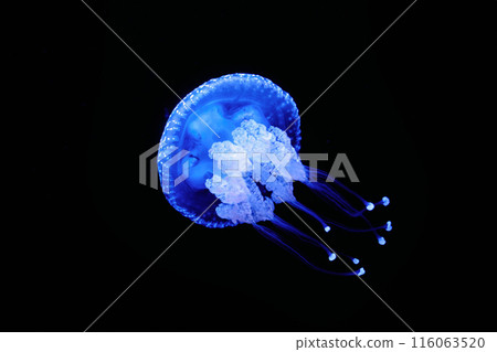Tropical Jellyfish Phyllorhiza punctata white-spotted jellyfish underwater Tropical Jellyfish Phyllorhiza punctata white-spotted jellyfish underwater 116063520