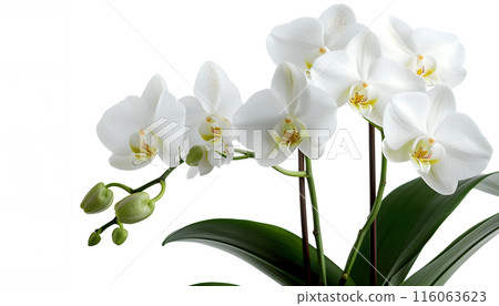 Closeup of white moth orchid on white background, with green leaves 116063623