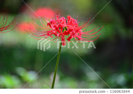 A cluster amaryllis that blooms in the field 116063844