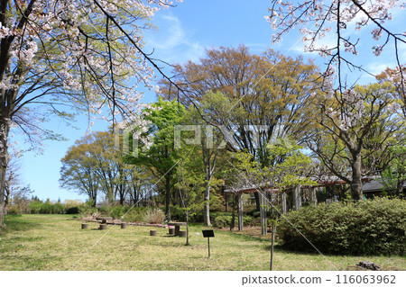 Shibutani Park during cherry blossom season 116063962