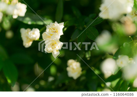 Mochikubara in full bloom Mochikubara in full bloom 116064086