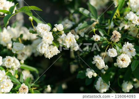 Mochikubara in full bloom Mochikubara in full bloom 116064093