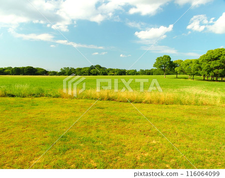 Mizumoto Park scenery with deserted grassland and forest in early summer Mizumoto Park scenery with deserted grassland and forest in early summer 116064099