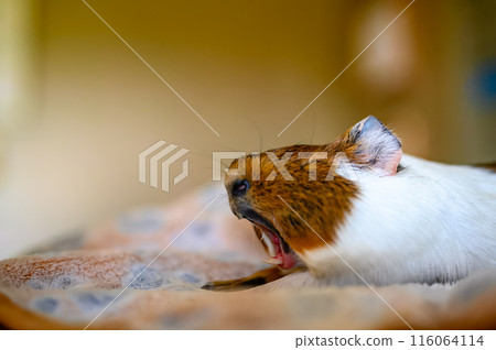 Side view of a tired Guinea pig laying on a blanket while stretching and yawning. 116064114