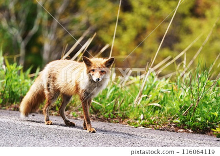 Kita fox Kita fox 116064119