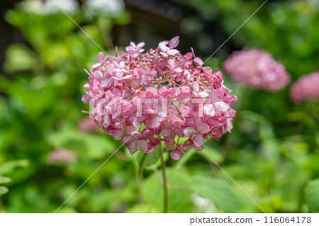 A pink Annabelle in full bloom, quietly blooming with droplets of water A pink Annabelle in full bloom, quietly blooming with droplets of water 116064178