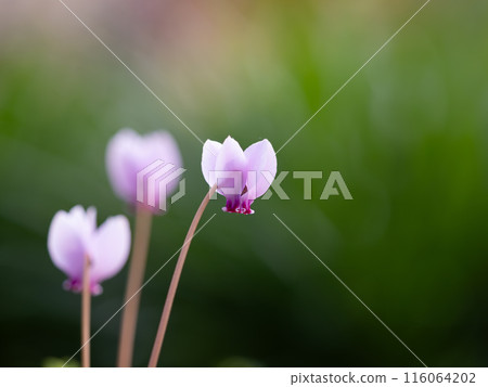 可愛的粉紅仙客來背景 116064202