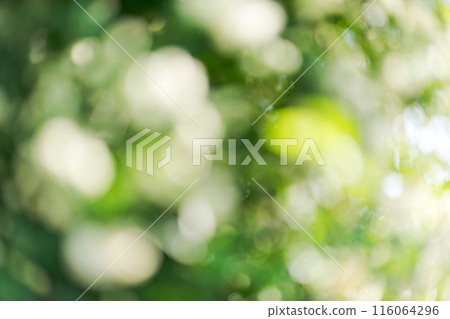 Mochikubara盛開 116064296