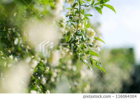 Mochikubara盛開 116064304