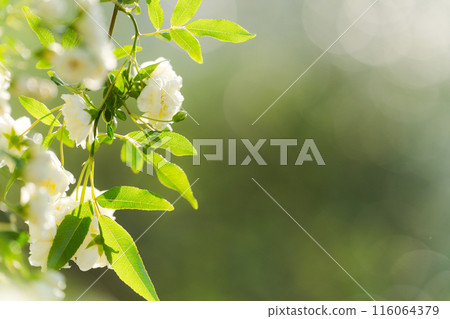 Mochikubara in full bloom 116064379