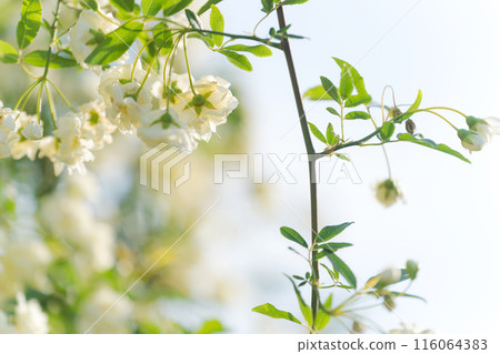 Mochikubara in full bloom 116064383