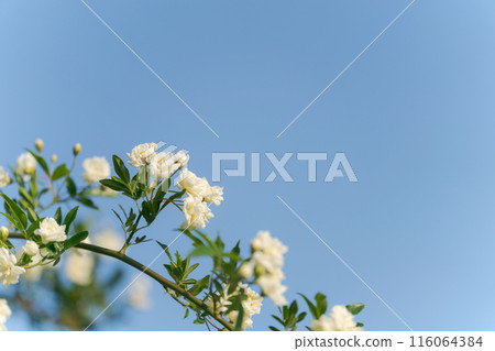 Mochikubara in full bloom 116064384