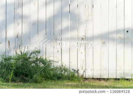 White fence and rosemary White fence and rosemary 116064528