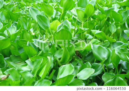 water hyacinth cover a river water hyacinth cover a river 116064530