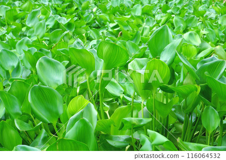water hyacinth cover a river water hyacinth cover a river 116064532