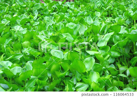 water hyacinth cover a river 116064533