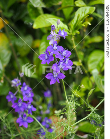 Landscape with Delphiniums 116064606