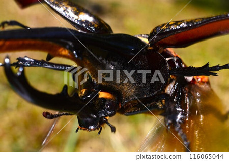 Hercules beetle on a tree in the forest Hercules beetle on a tree in the forest 116065044
