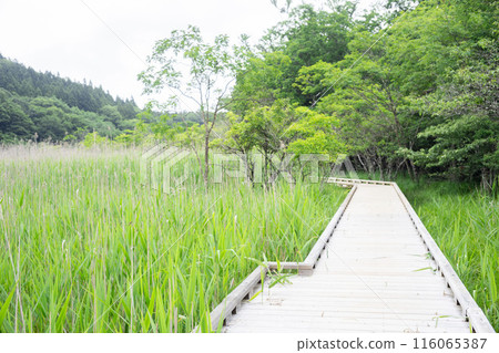 Nature Study Trail at Onuma Park Nature Study Trail at Onuma Park 116065387