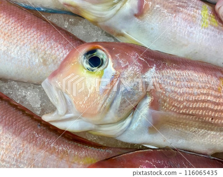 甜鯛魚的頭像,面容溫柔,據說像一位遮住臉頰的修女。 甜鯛魚的頭像,面容溫柔,據說像一位遮住臉頰的修女。 116065435