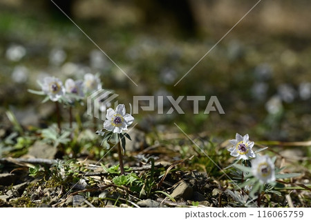 栃木市星野市的節分莊花盛開 栃木市星野市的節分莊花盛開 116065759
