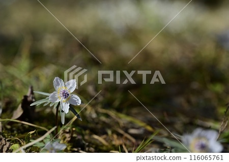 栃木市星野市的節分莊花盛開 栃木市星野市的節分莊花盛開 116065761