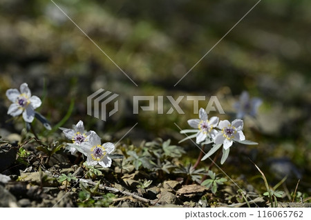栃木市星野市的節分莊花盛開 栃木市星野市的節分莊花盛開 116065762
