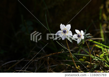 栃木市星野市的節分莊花盛開 栃木市星野市的節分莊花盛開 116065769