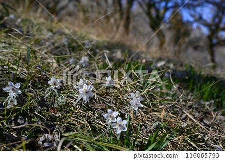 Setsubunsou flowers blooming in their natural habitat in Hoshino, Tochigi City 116065793