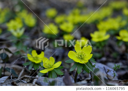 Yellow Setsubunsou flowers blooming in a corner of the Setsubunsou habitat in Hoshino, Tochigi City 116065795
