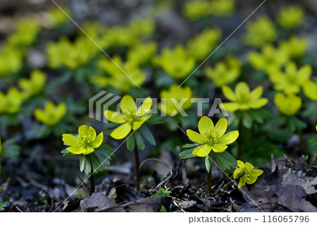 Yellow Setsubunsou flowers blooming in a corner of the Setsubunsou habitat in Hoshino, Tochigi City 116065796