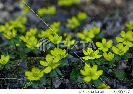 Yellow Setsubunsou flowers blooming in a corner of the Setsubunsou habitat in Hoshino, Tochigi City 116065797