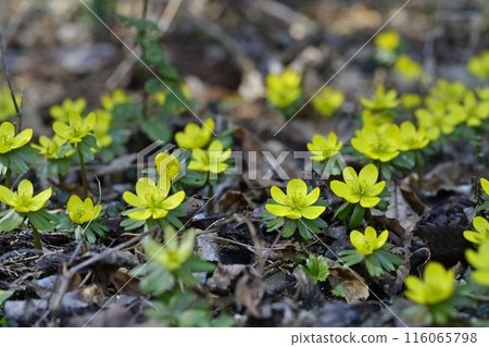 Yellow Setsubunsou flowers blooming in a corner of the Setsubunsou habitat in Hoshino, Tochigi City 116065798