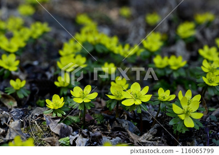 Yellow Setsubunsou flowers blooming in a corner of the Setsubunsou habitat in Hoshino, Tochigi City 116065799