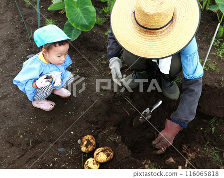 祖父和孫子挖土豆 116065818