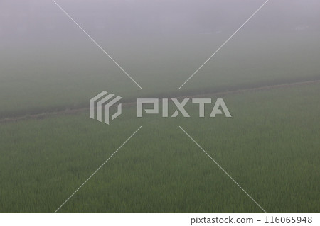 Rice fields in the morning mist, late June 116065948