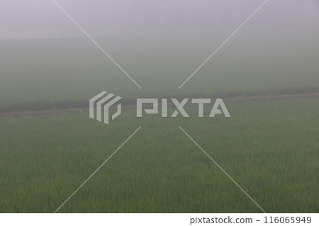 Rice fields in the morning mist, late June Rice fields in the morning mist, late June 116065949