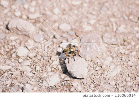 黑蠅捕食場景 黑蠅捕食場景 116066014