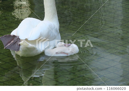 Mother and Child Swans 116066020